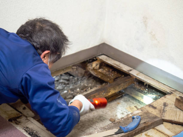 Best Attic Mold Remediation in Poplar Cotton Center, CA