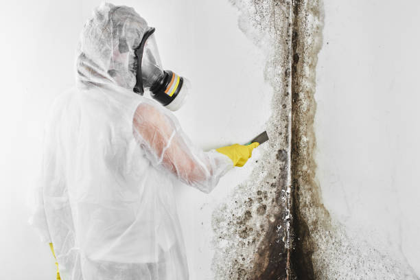 Best Health and Safety Mold Remediation in Poplar Cotton Center, CA